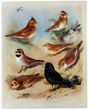 British Birds by Archibald Thorburn (1918)